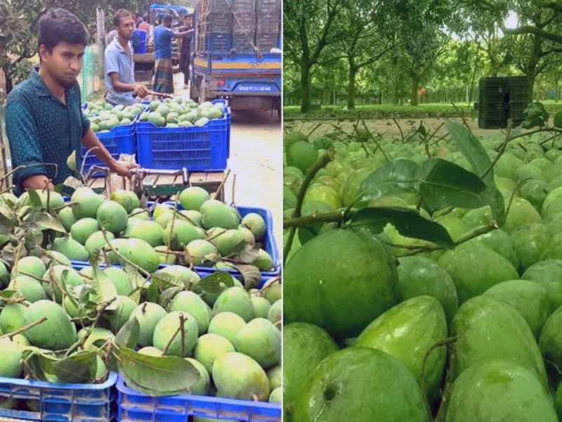 রংপুরে হাঁড়িভাঙ্গা আমের ব্যাপক ফলনের প্রত্যাশা, শুরু হয়েছে সংগ্রহ
